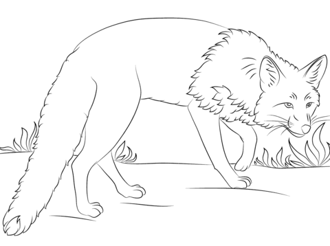 Crouching Red Fox Coloring Page